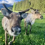 Uebernachtung Beim Tierpark Tragoess Grossdorf (Styria)
