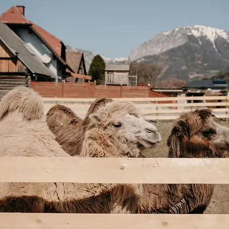 Alpakas, Lamas Und Rentiere Zum Gruenen Grossdorf (Styria)
