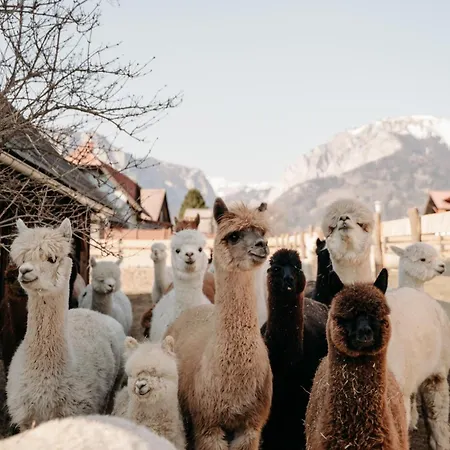Alpakas, Lamas Und Rentiere Zum Gruenen Grossdorf (Styria)