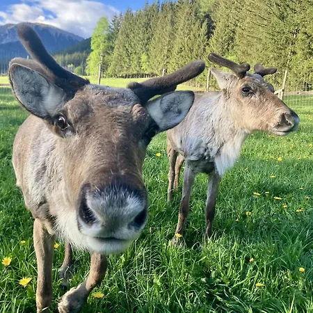 Alpakas, Lamas Und Rentiere Zum Gruenen Grossdorf (Styria)