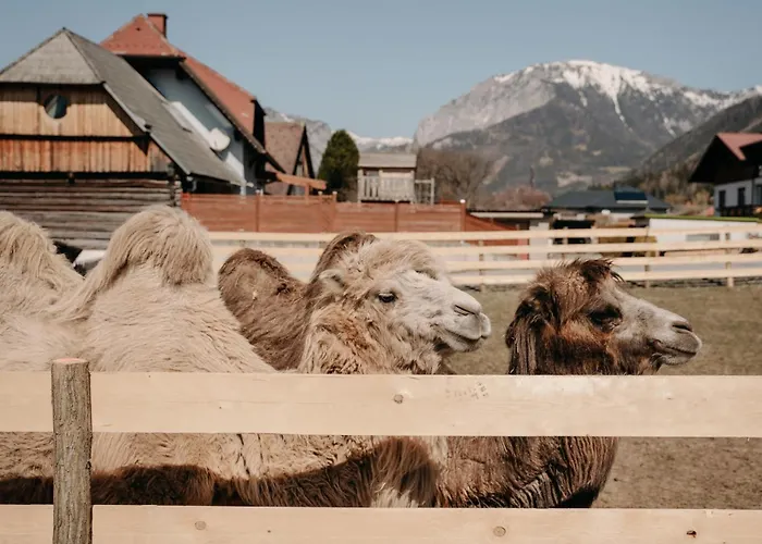 Alpakas, Lamas Und Rentiere Zum Gruenen Grossdorf (Styria)