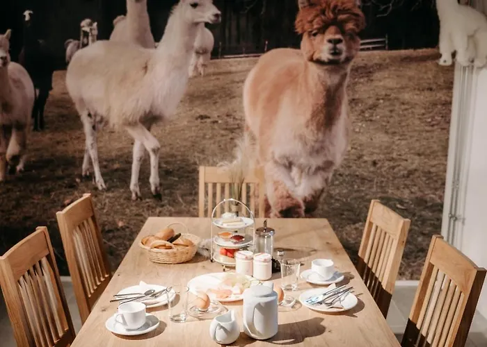 Alpakas, Lamas Und Rentiere Zum Gruenen Lantgård *