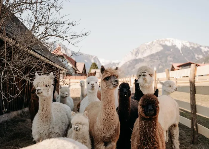 Alpakas, Lamas Und Rentiere Zum Gruenen Grossdorf (Styria)