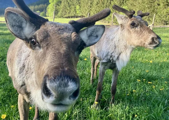 Alpakas, Lamas Und Rentiere Zum Gruenen Grossdorf (Styria)